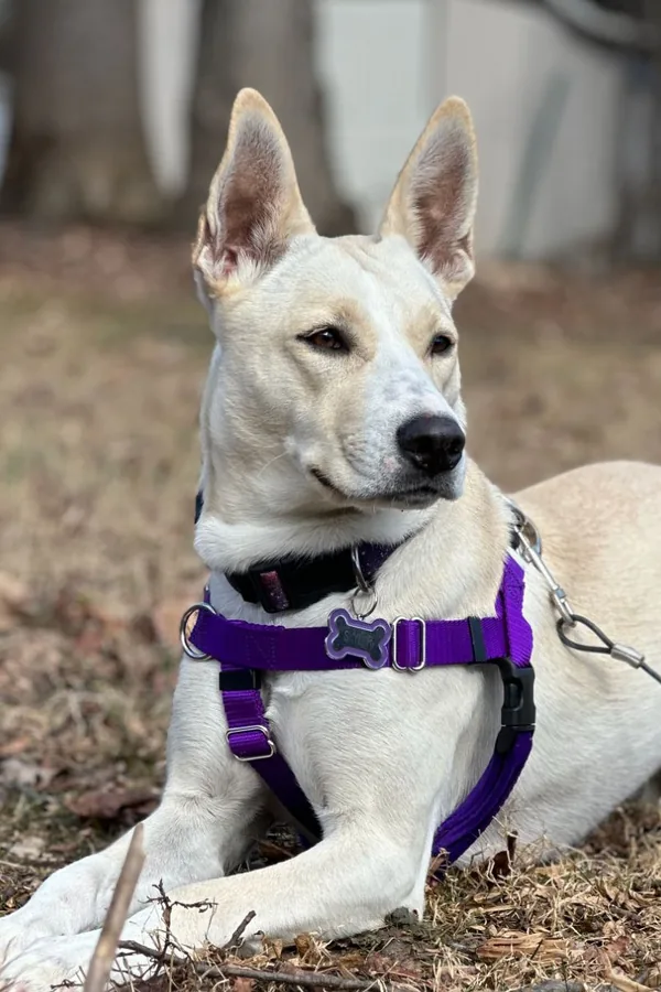 Skylar, a cream-colored shepherd mix with tall upright ears, wearing a purple harness and lying alert in fallen leaves